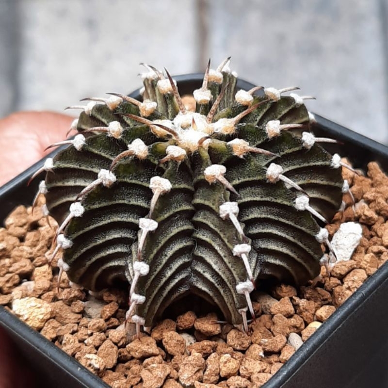 Kaktus Gymno LB 2178 hybrid single spine 10 ribs - bulu tebal