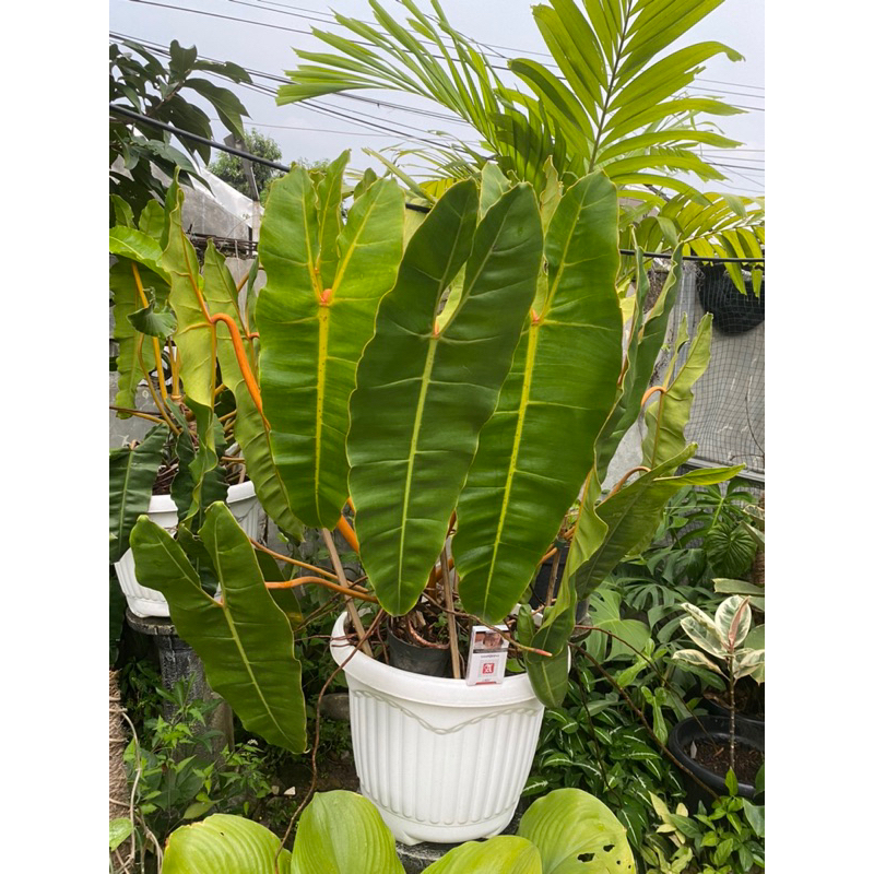 Philodendron Billietiae (Kabel Busi)