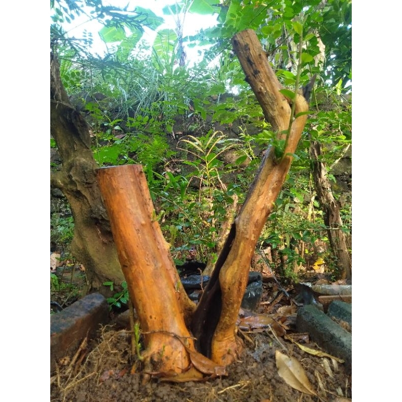 Bahan Bonsai Sisir/Kaliage Jumbo Tua Nyawang Banyak Krewek Keringan Galih 63cm (SUDAH TUMBUH TUNAS)