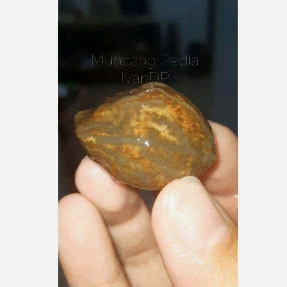 Kemiri / Muncang Adu Tower Suyud MucangPedia IvanDp