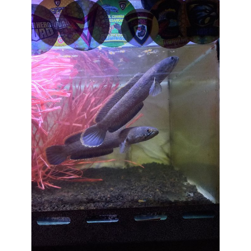 

Limbata pair alam locality lereng lawu beranak 5x 1bact 500telur