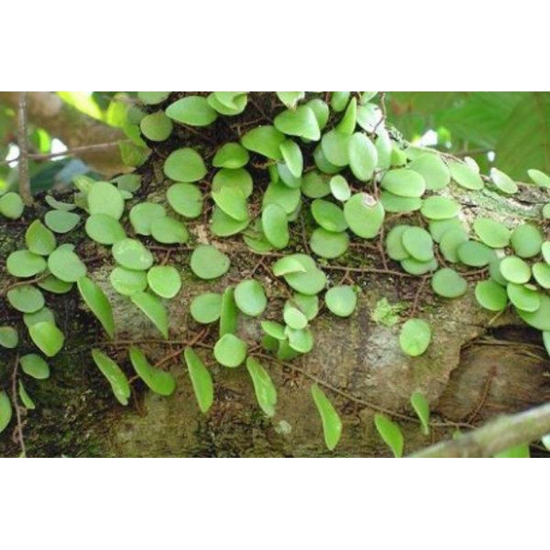 

HERBAL daun sisik naga 500gram