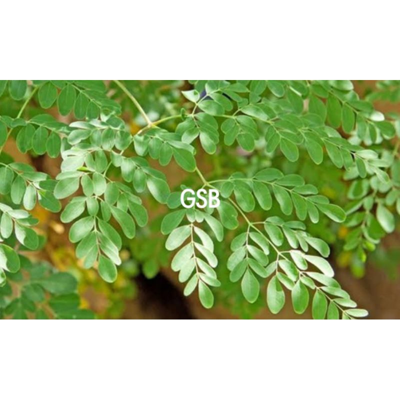 

Daun kelor segar petik langsung 100 helai