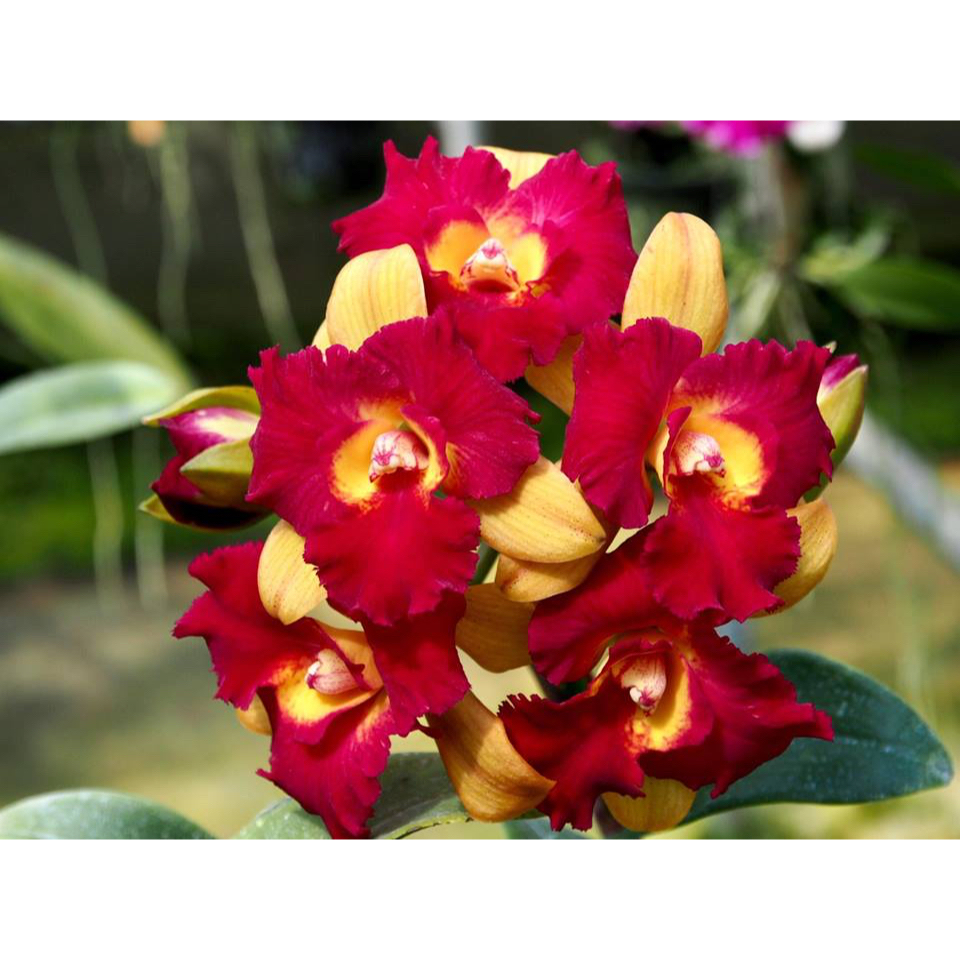 anggrek cattleya qing ming beauty