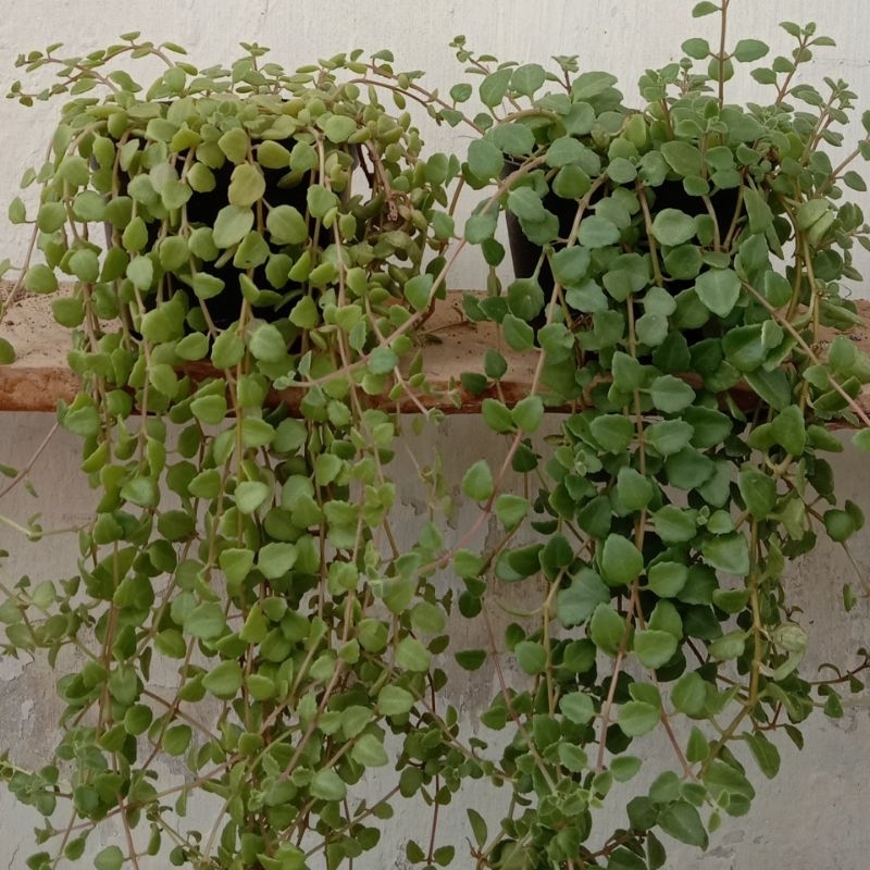 Sukulen Gantung Meat leaf / Sukulen Menjuntai
