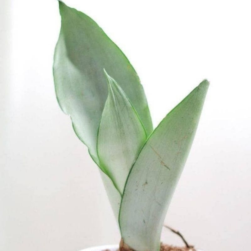 Sanseviera Moonshine / Lidah Mertua Putih