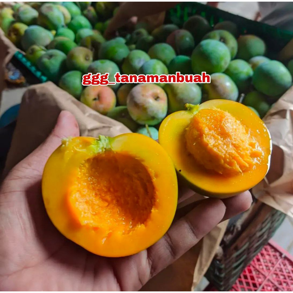 Bibit Mangga Apel Unggul Cepat Berbuah