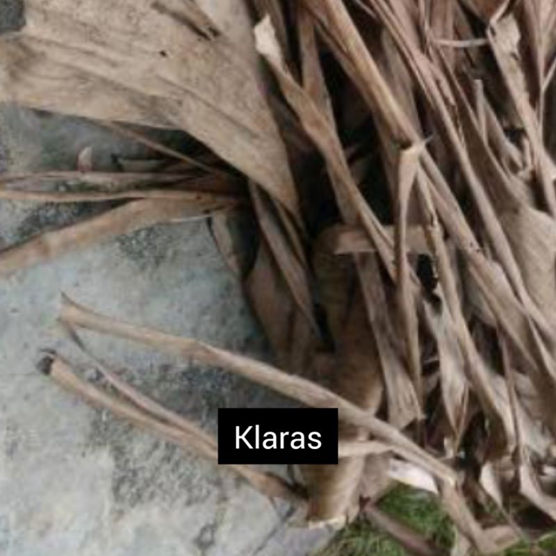 

Klaras | Daun Pisang Kering | Pakan Jangkrik | Daun Kering Pisang Mas