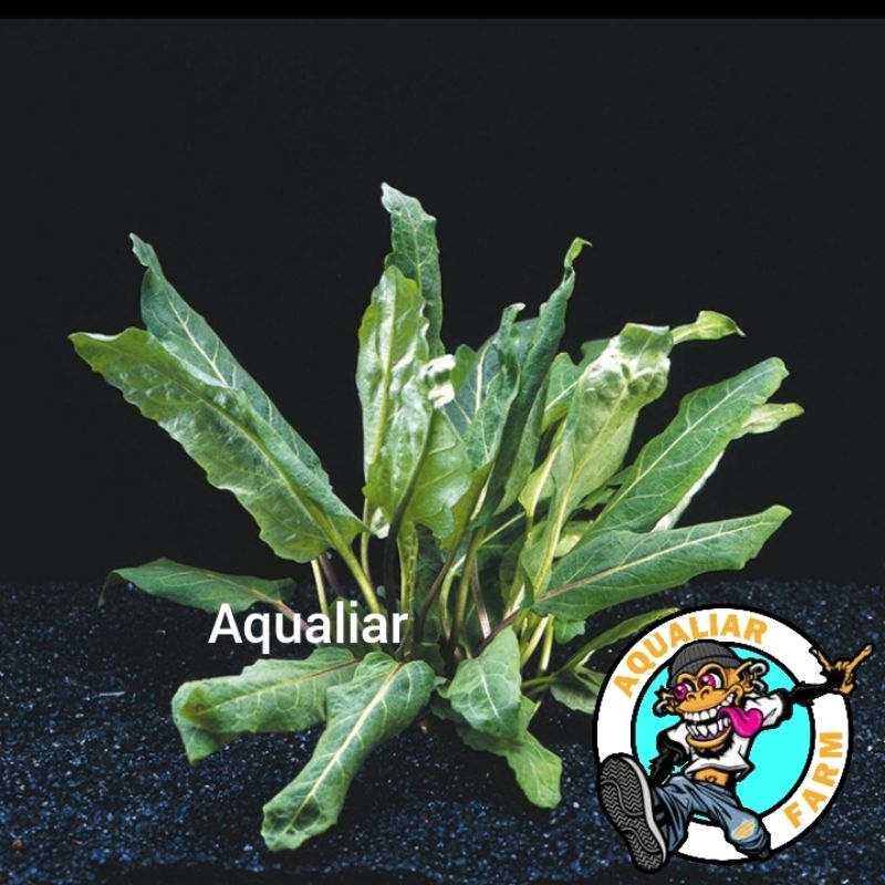 Physostegia Purpurea tanaman aquascape paludarium akuarium