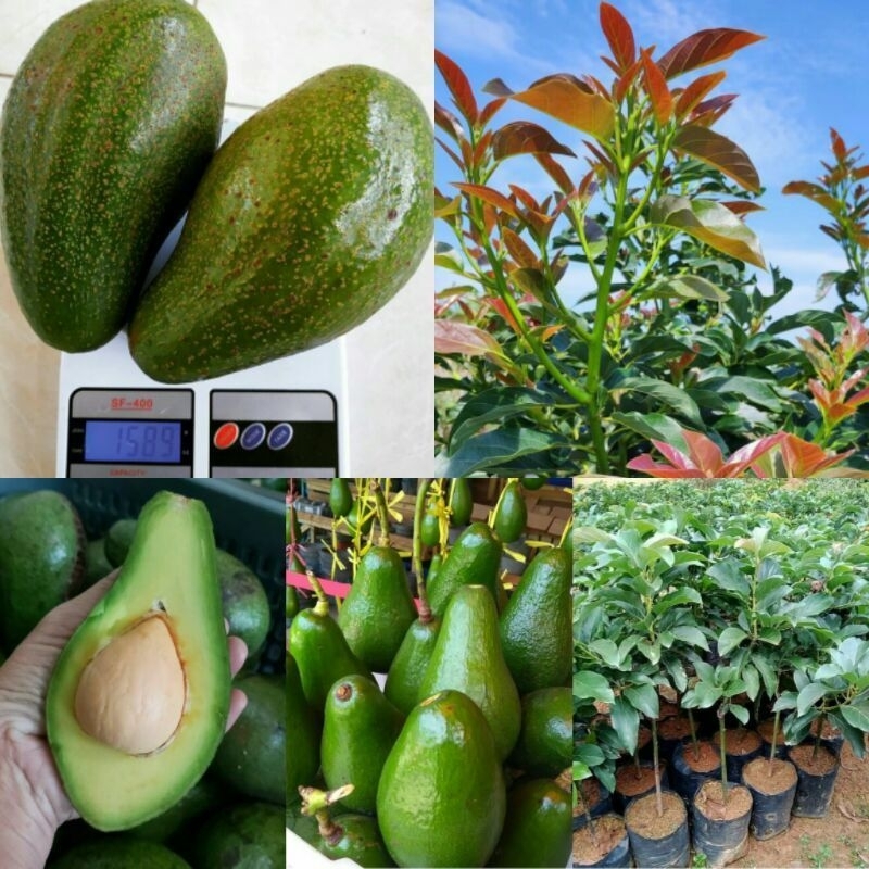 Bibit Alpukat Aligator Super Genjah