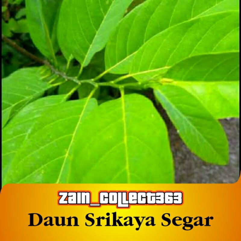 

Obat Herbal Satu Ikat Daun Srikaya Segar