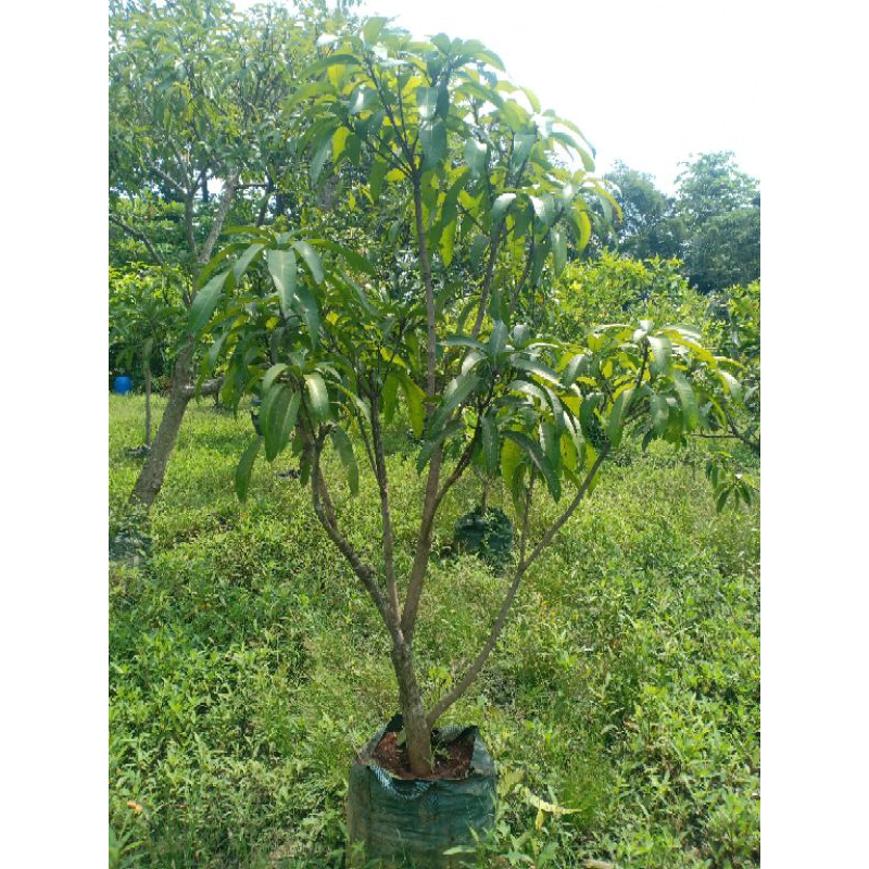 Bibit mangga khiojay cangkok susu original