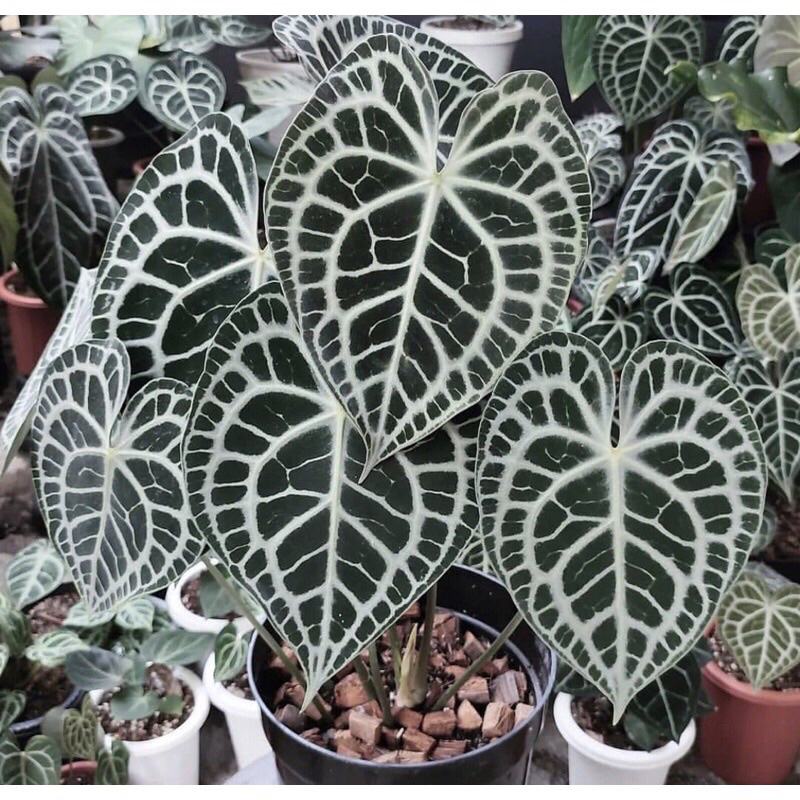 Anthurium Clarinervium -Tanamanhias anthurium clarinervium