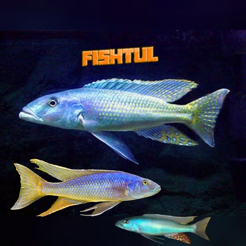 Cichlid Champsochromis