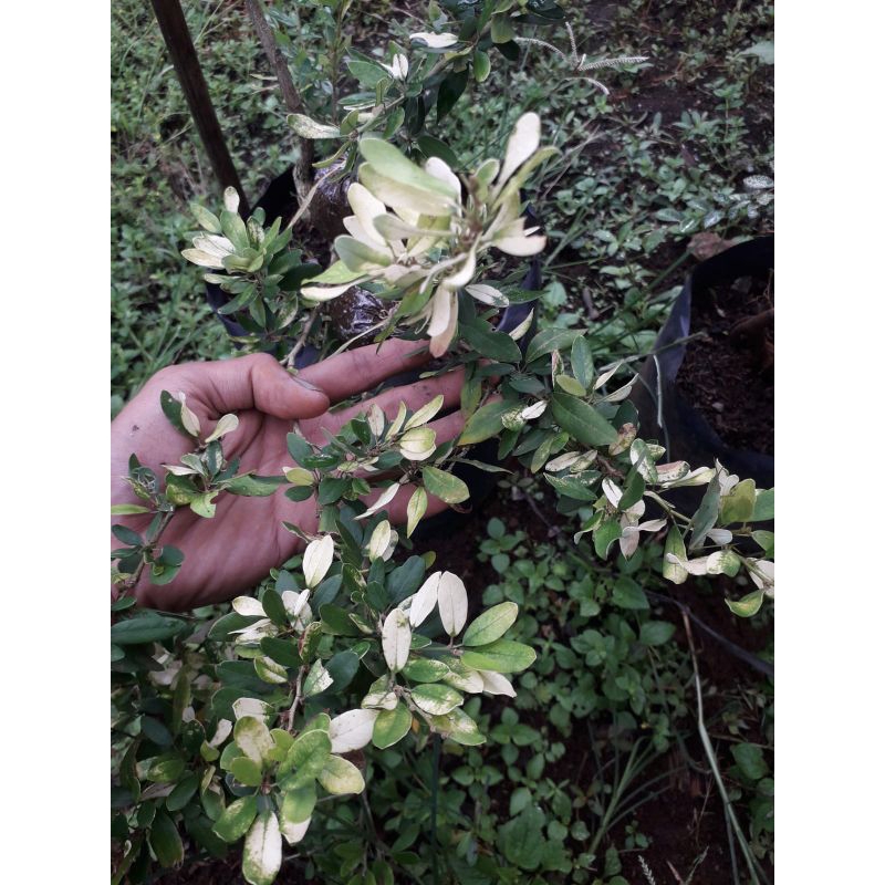 bibit bonsai saeng simbur vietnam variegata / bibit saeng simbur / demosdium