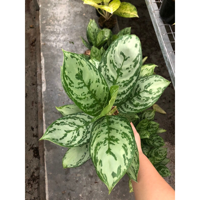 Aglaonema Green Compacta