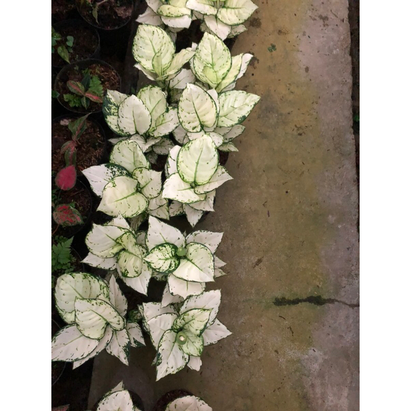 Aglaonema Super White Jumbo Lokal