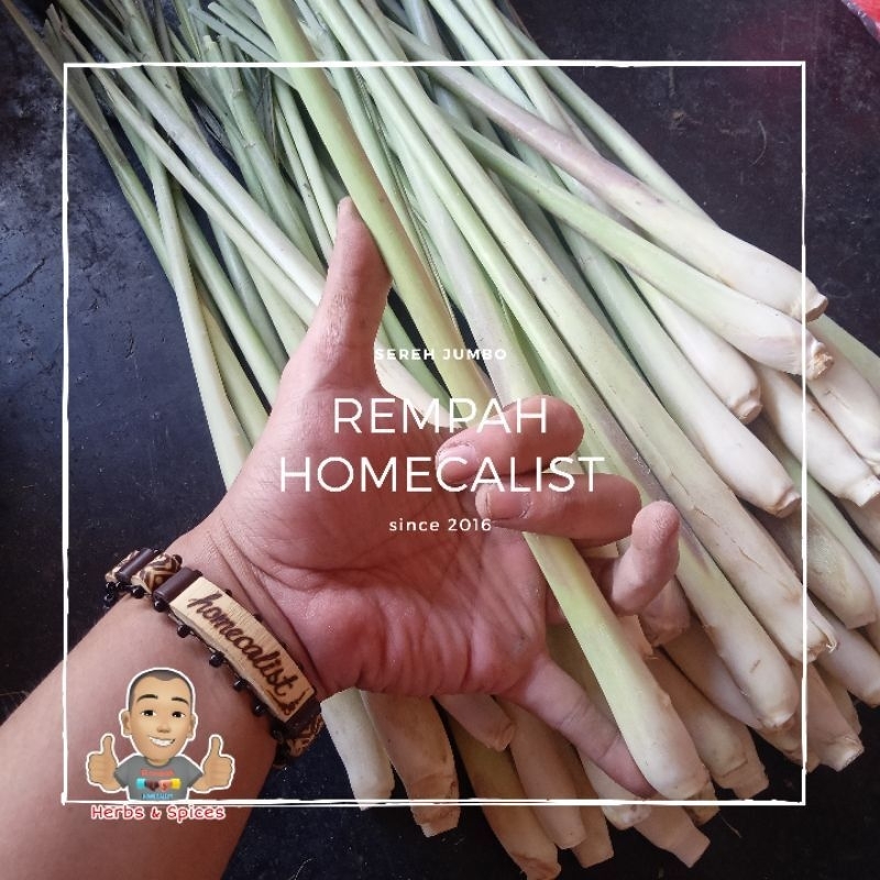 

SEREH Jumbo segarr plihann500gram