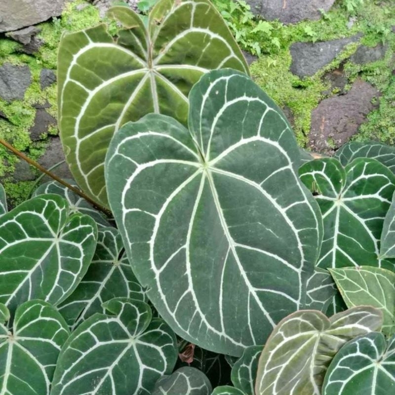 TANAMAN HIAS KUPING GAJAH JUMBO