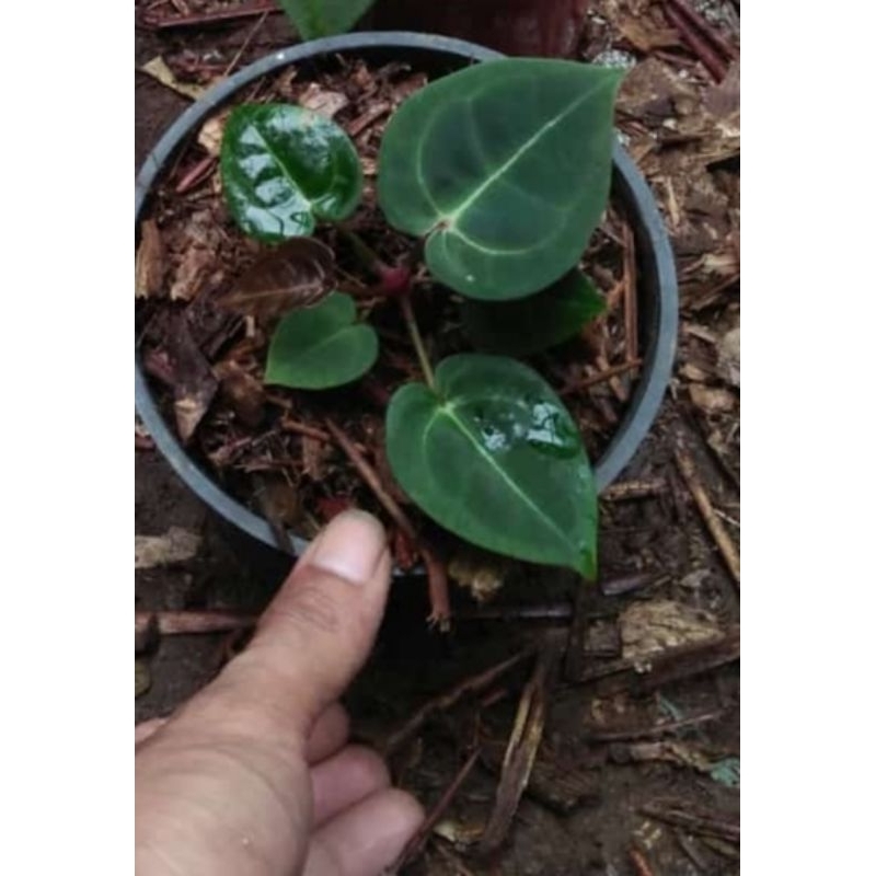 anthurium dressleri