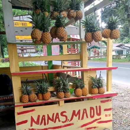 

NANAS MADU BELIK