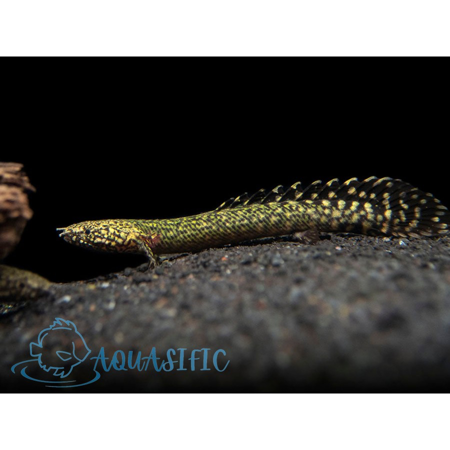 Polypterus Ornatipinnis / Palmas Orna Ikan Predator