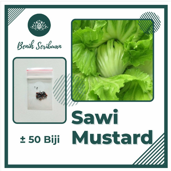 50 Benih Sawi Mustard Head Lettuce Glory Sayuran Pahit Known You Seed