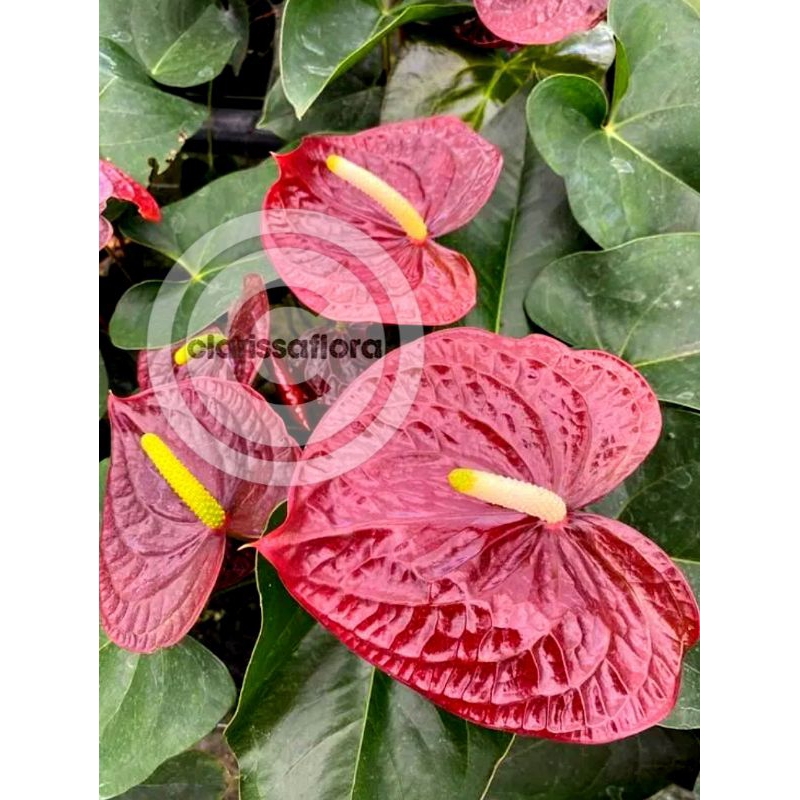 PROMO paket 2 tanaman hias anthurium Mickey mouse red dragon | termurah | real