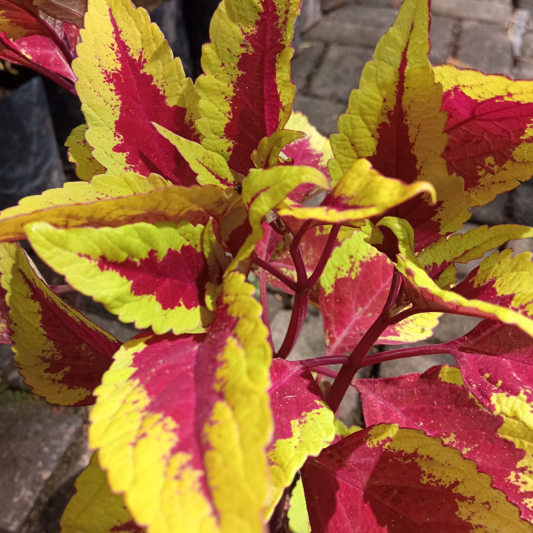 Miana Iler Redylow - Miana Corak - Tanaman Miana Iler - Tanaman Miana - Redylow