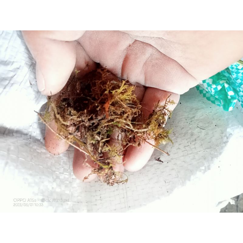 Moss Hijau/Lumut Kering Warna Hijau Karung Ukur 10 kg untuk media tanam