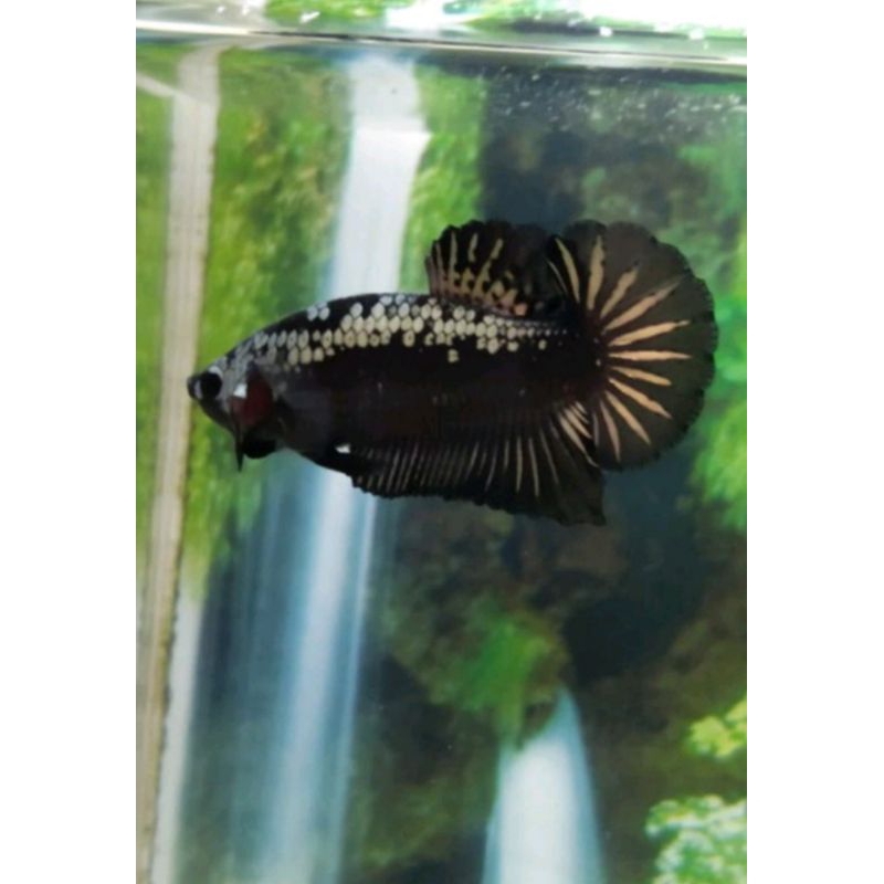 

BLACK SAMURAI SEPASANG [ Gratis Pakan ]