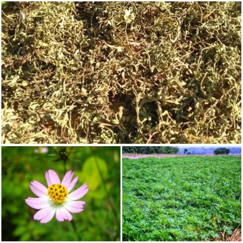 DAUN KENIKIR KERING 1 KG