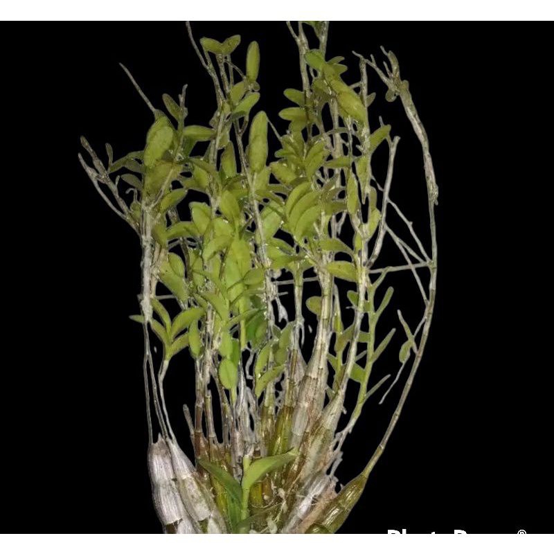 

promo Anggrek Merpati Dewasa Siap Berbunga mugi laris