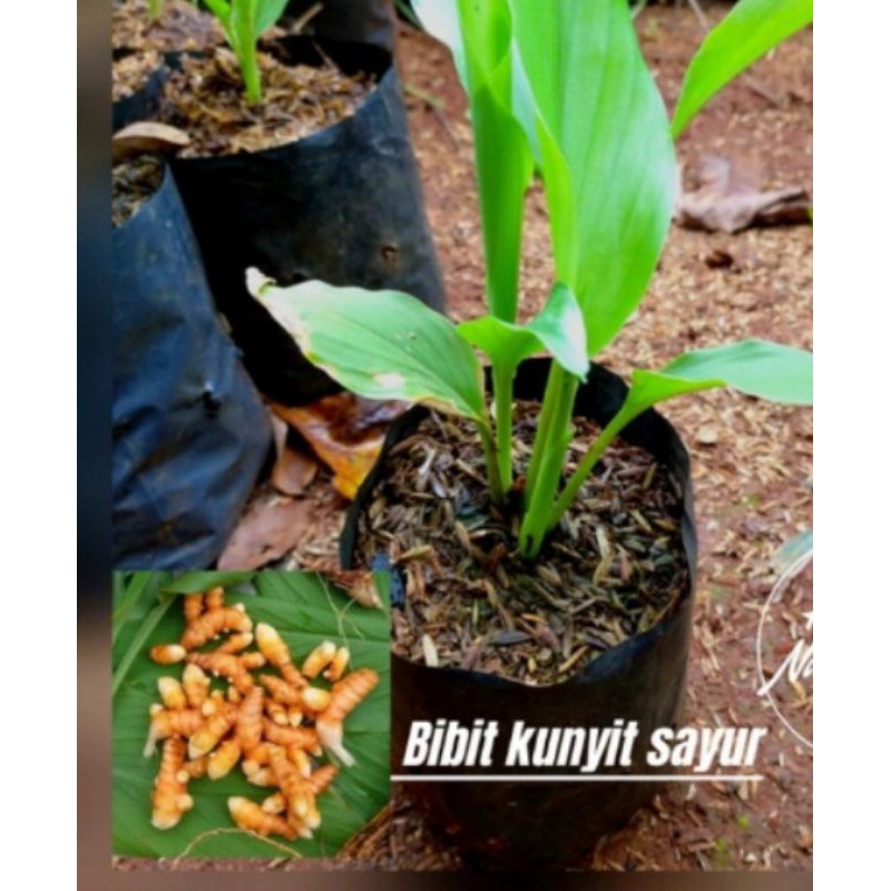 

promo Bibit Tanaman Kunyit/Kunir Bumbu mugi laris