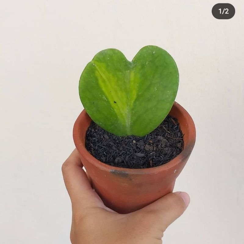 Sukulen Hoya Biasa (Variegata)