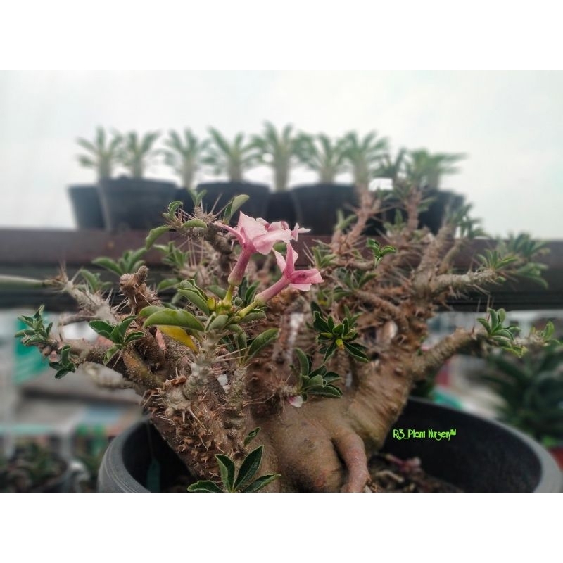 Live01, Seed Pachypodium Id.Saundersii (1paket=15seed)