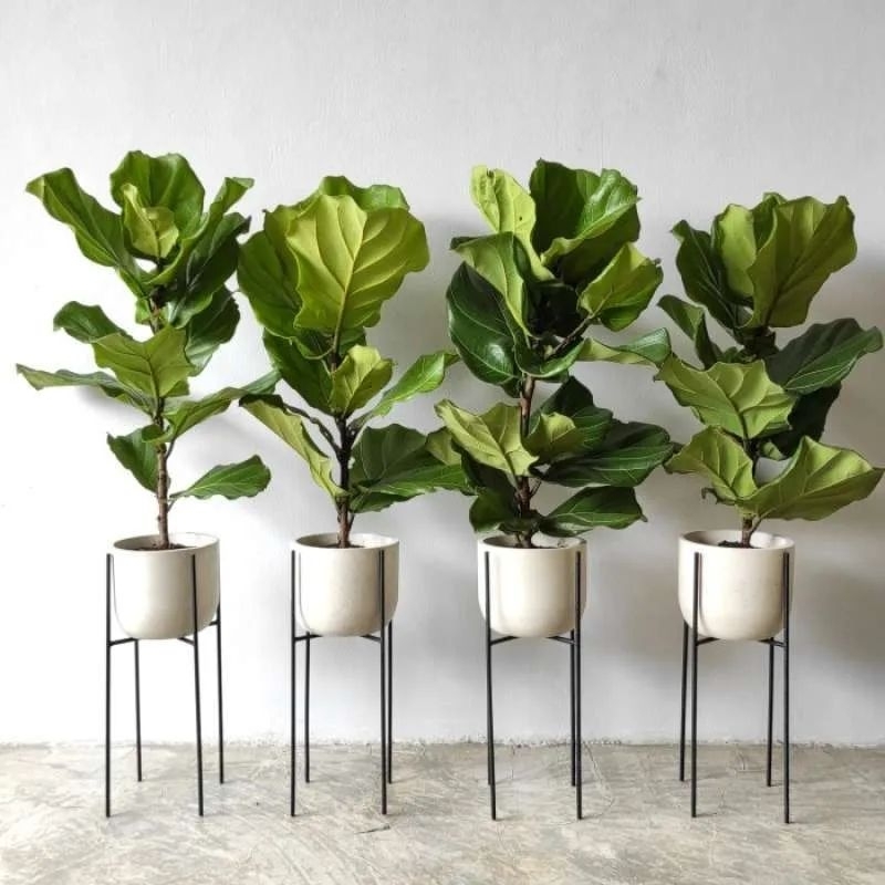 Tanaman Hias Ketapang KETAPANG BIOLA CANTI TINGGI 1 Meter+ -  Pohon Ketapang Biola Cantik Tinggi 1m 