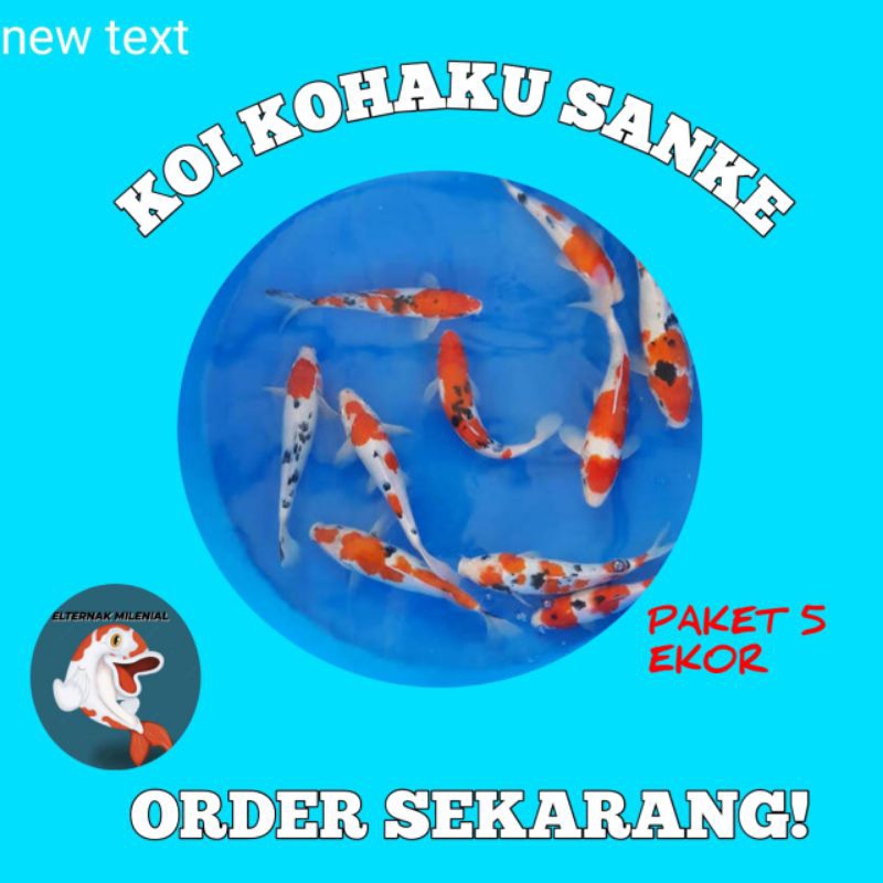 PROMO BIBIT KOI KOHAKU SHANKE UK 8 - 12CM PAKET 5 EKOR