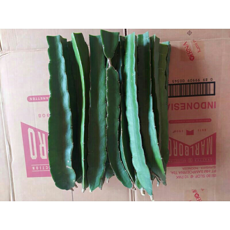 Buah Naga Golden Isis