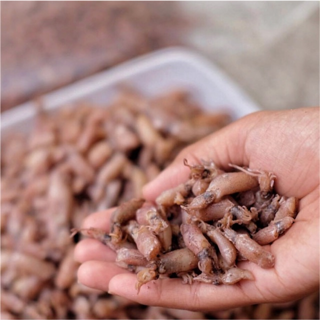 

BABY CUMI ( 1 - 2 CM ) 1 KG