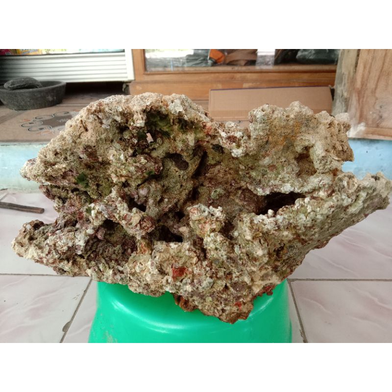 Batu karang asli hiasan aquascape