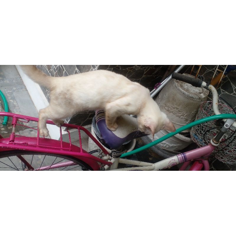 Kuciing Bengal Snow Lynk pesenan Mr.XY