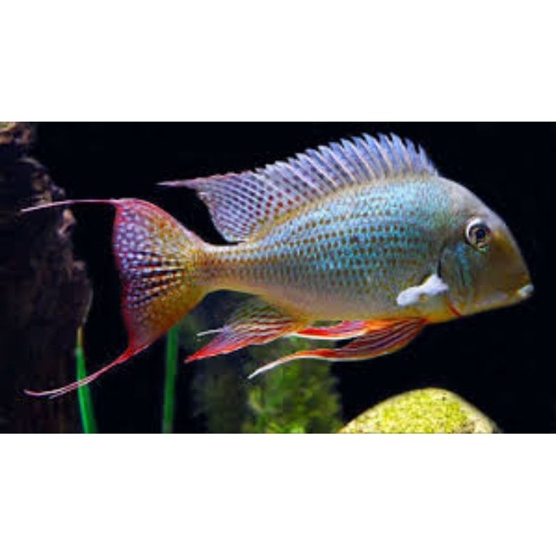 Geophagus Winemilleri