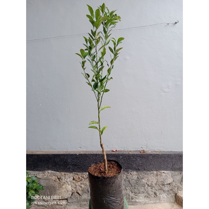 Bibit Jeruk Santang Madu 100%valid
