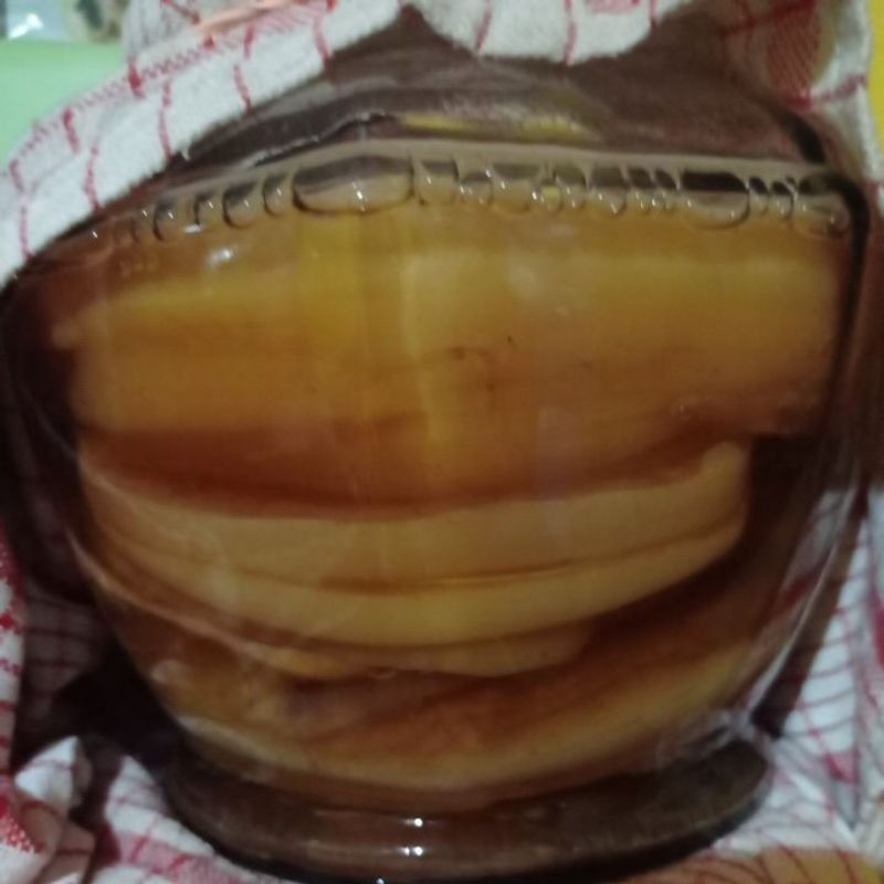 

scoby- teh kombucha