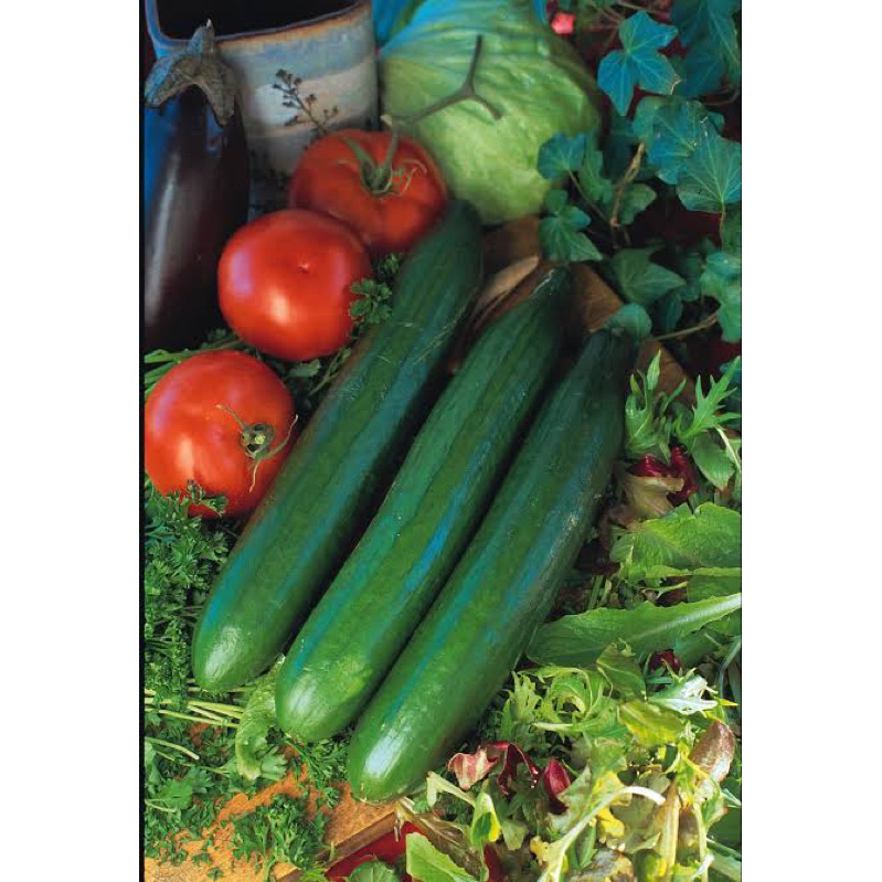 Benih Bibit Biji - Cucumber Telegraph Improved Premium Rare Seeds - IMPORT