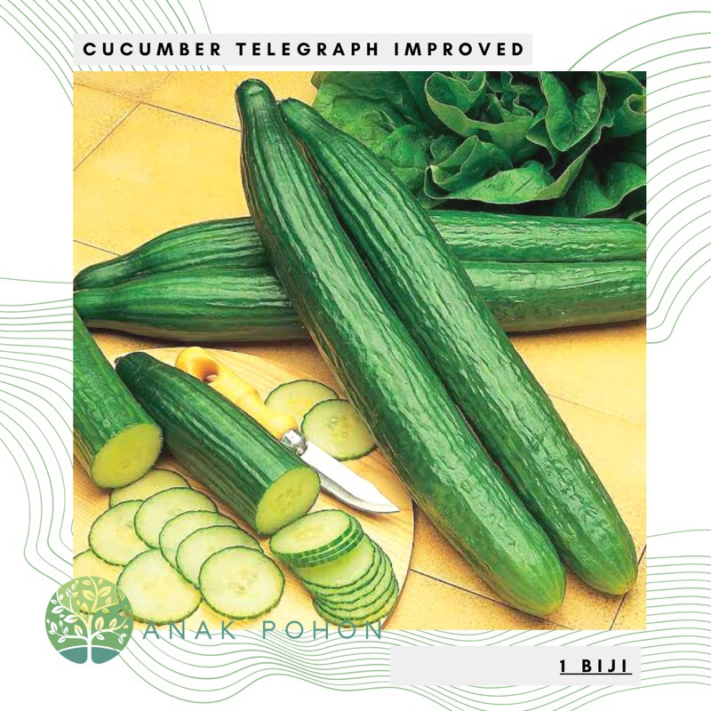 Benih Bibit Biji - Cucumber Telegraph Improved Premium Rare Seeds - IMPORT