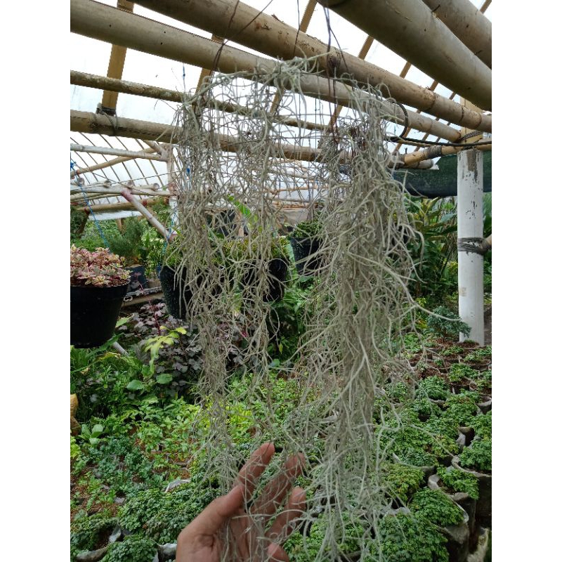 Tanaman hias jenggot nabi/jenggot musa