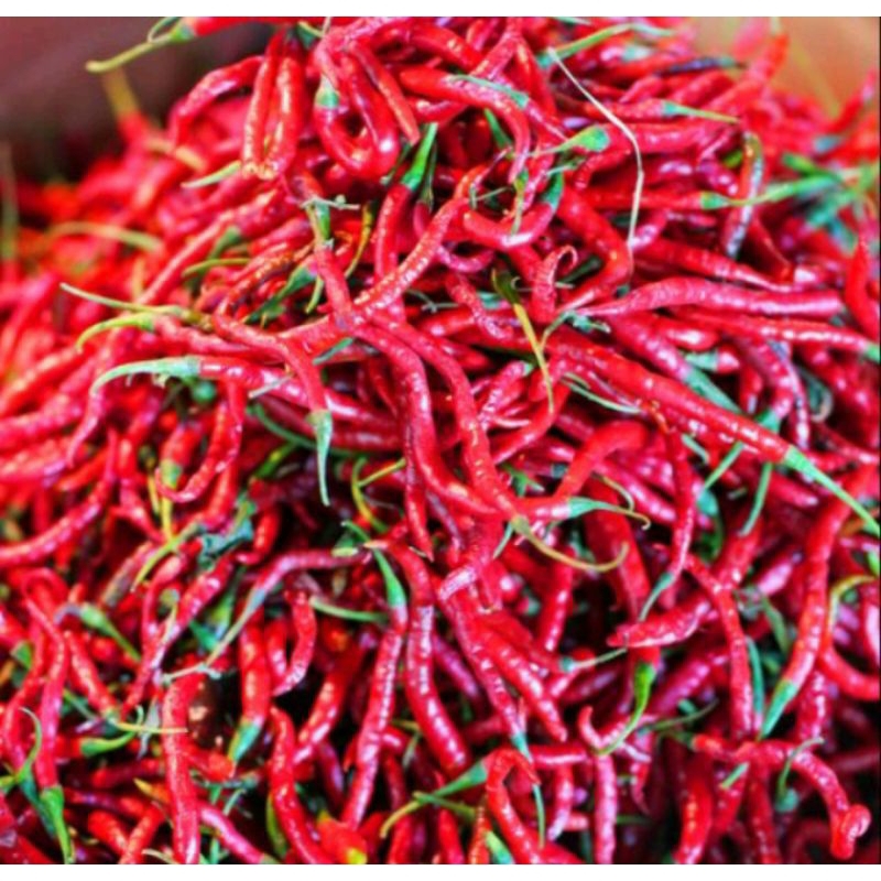 

Cabe kriting merah fress tersedia harga grosir