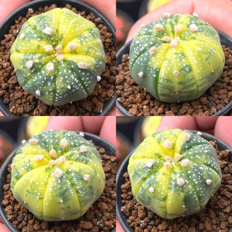 Kaktus Astrophytum Variegata/Variegated x Oiboo // Astro Var